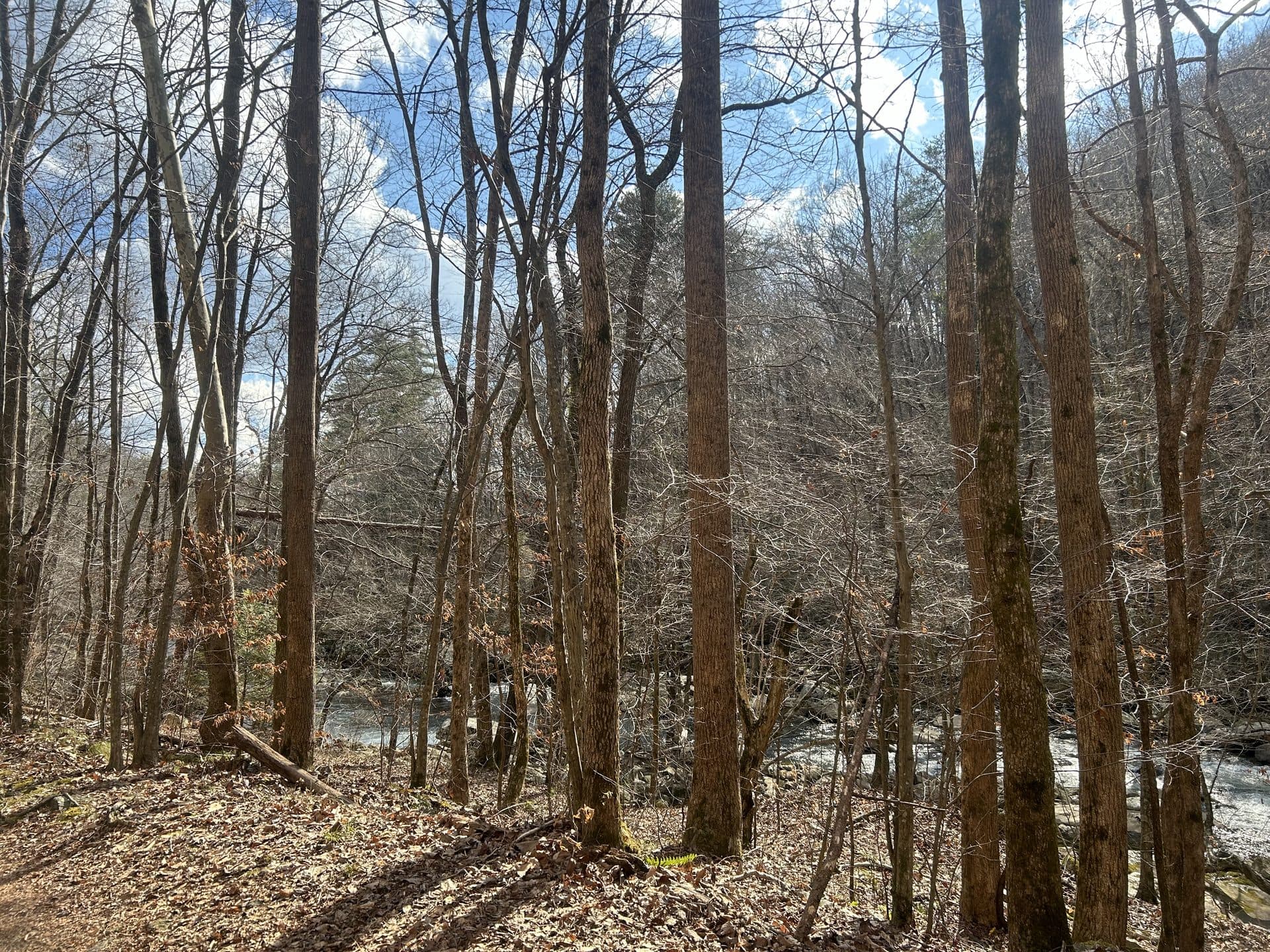 Hiking trail at Laurel-Snow State Natural Area, Dayton TN